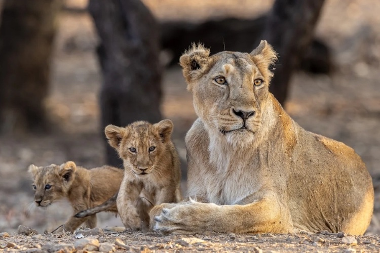 Gir national Park - Chauffeur India Tours