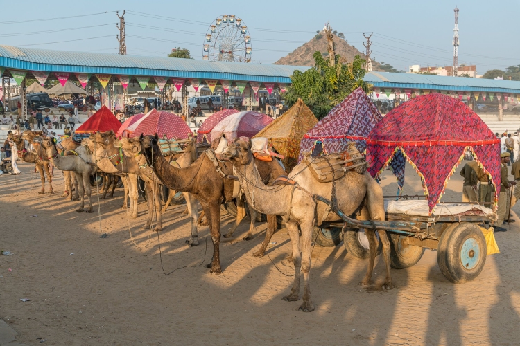 Pushakar Camel Fair - Chauffeur India Tours
