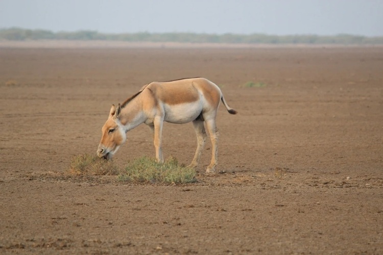 Wild Ass Sanctuary, Dasada - Chauffeur India Tours