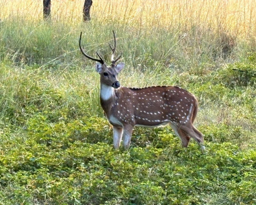 India's Golden Triangle & Tiger Safari Adventure