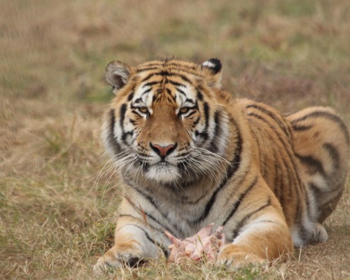 The Regal Heritage of Rajasthan Forts Palaces Temples and Tigers